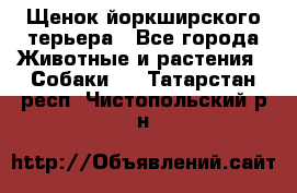 Щенок йоркширского терьера - Все города Животные и растения » Собаки   . Татарстан респ.,Чистопольский р-н